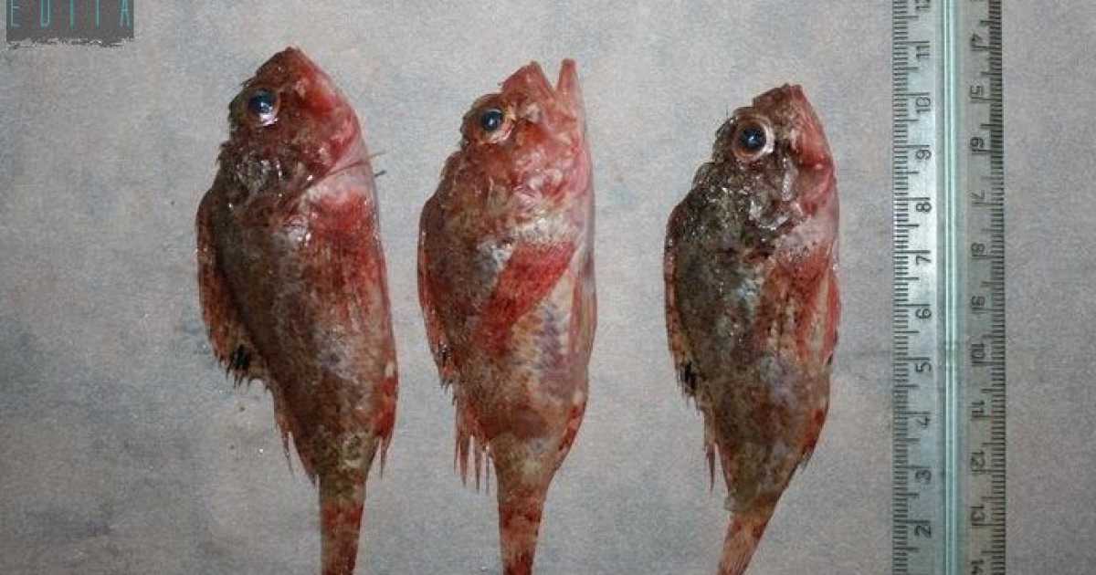 Bari, al mercato pesci "mignon" di pochi centimetri: �Cos� per� si spopola il mare�